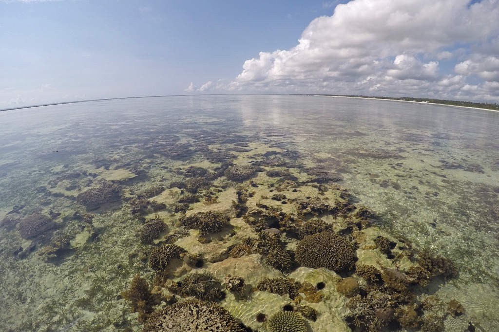 Koralleja Sansibarilla