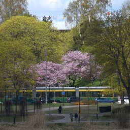 Keväinen Helsinki ja kirsikkapuiden loistoa