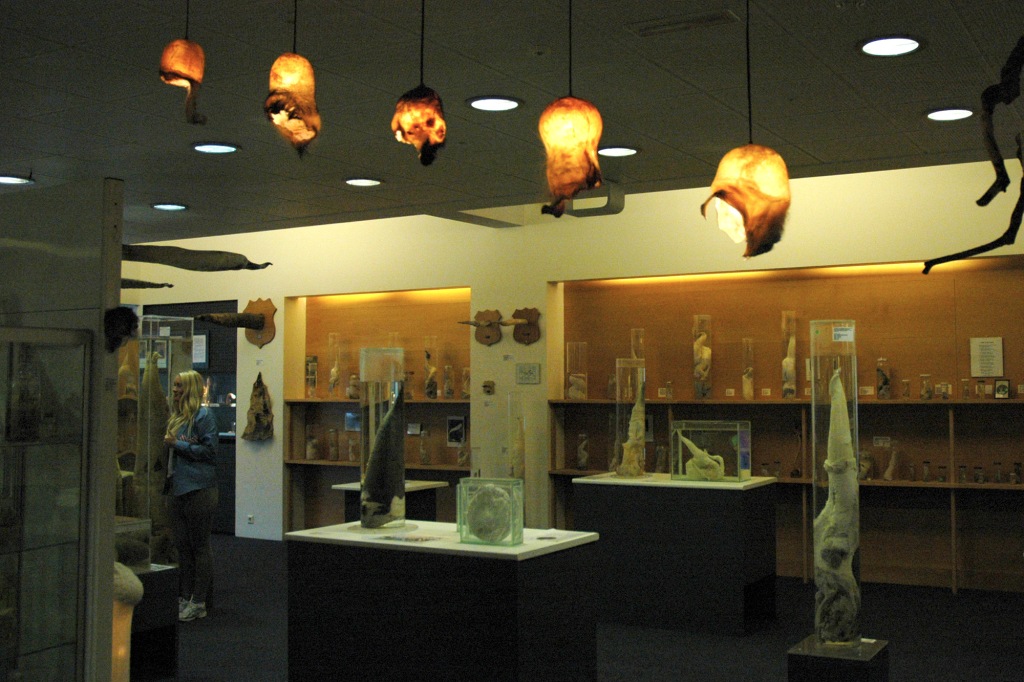 Penislamppuja Islannin fallologisessa museossa